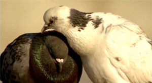 Zwei Tauben sitzen nebeneinander. Die eine Taube pflegt die andere mit ihrem Schnabel. Erklärfilm der Filmproduktion Karlsruhe aus dem Bereich Wissenschaft für eine Ausstellung des Senckenberg Museums. Bild auf der Seite Portfolio.