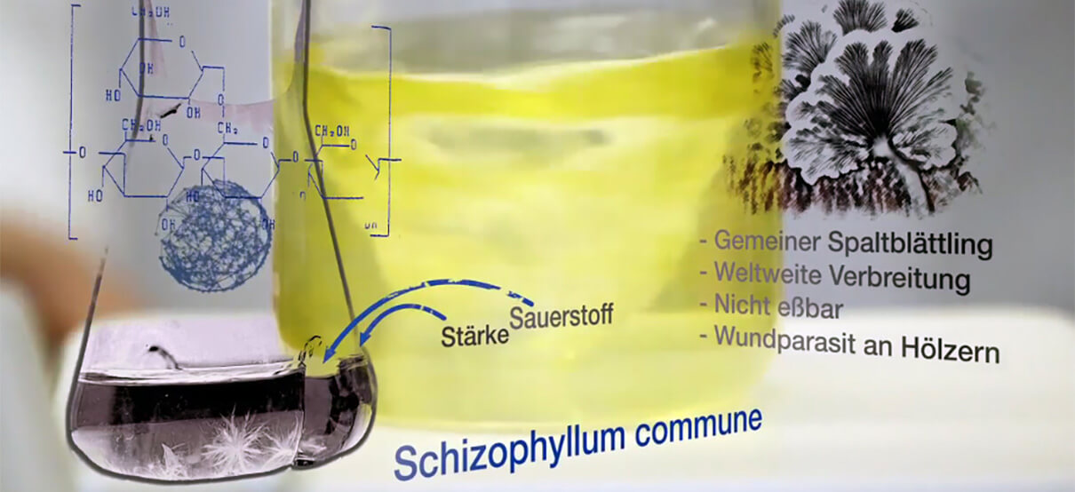 Im Hintergrund ist ein Glas mit Nährlösung zu sehen dort wächst der Pilz Schizophyllum commune der die Erdölförderung umweltfreundlicher machen soll. Erklärfilm über die Wissenschaft die hinter der neuen Methode steckt. Den Film hat die Filmproduktion Karlsruhe mp-film produziert.